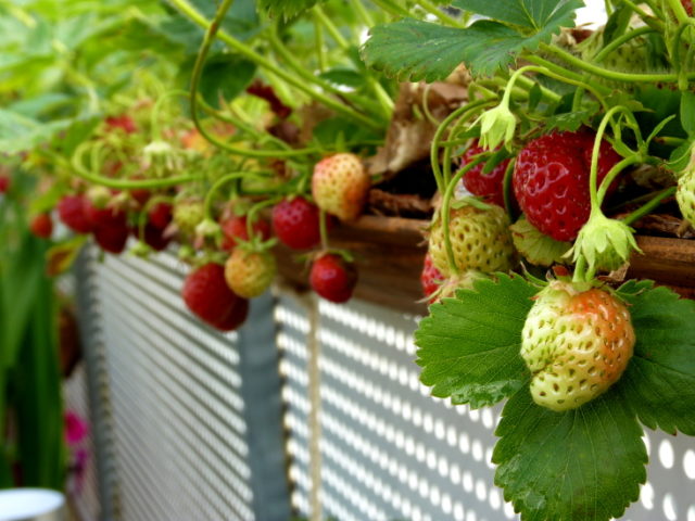 diy-strawberry-planter (2)