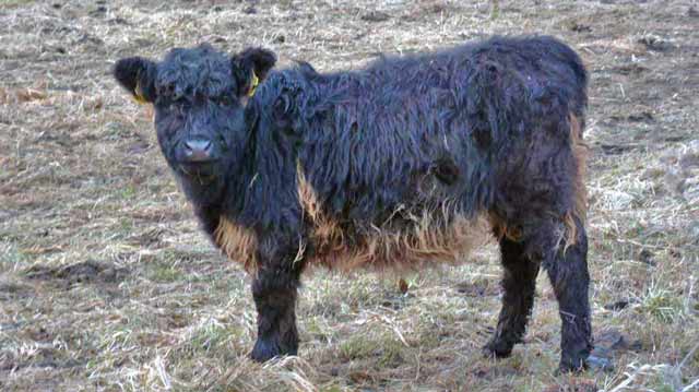 Little Calf at Pfrunger Ried