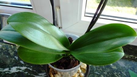 Healthy Phalaenopsis Leaves