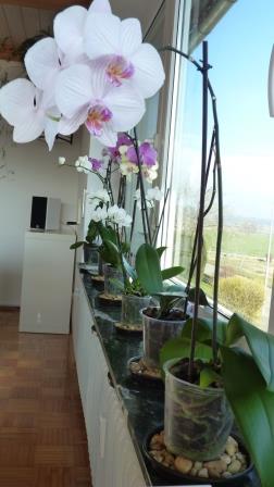 My Phals in Pebble Trays
