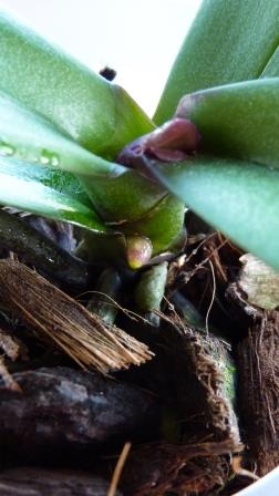 emerging new root