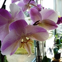 Phalaenopsis Orchid Care