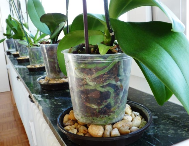 Phals in Pebble Trays