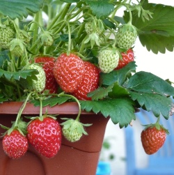 strawberry-in-container