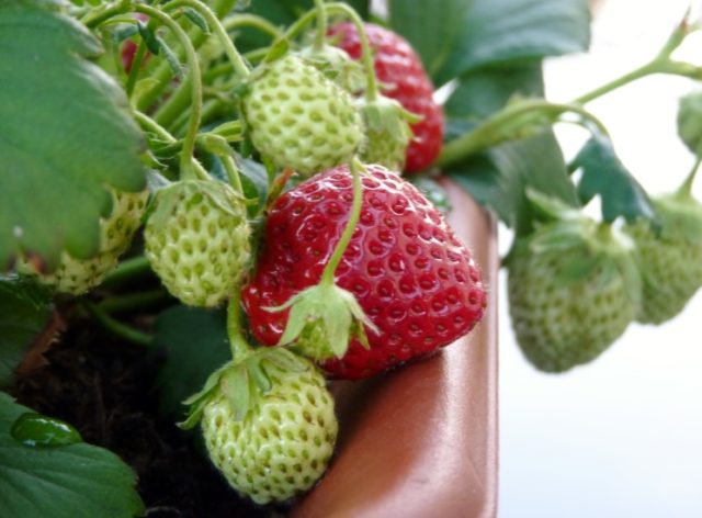 strawberry plant