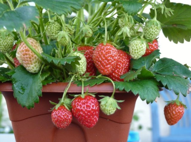 strawberry plant1