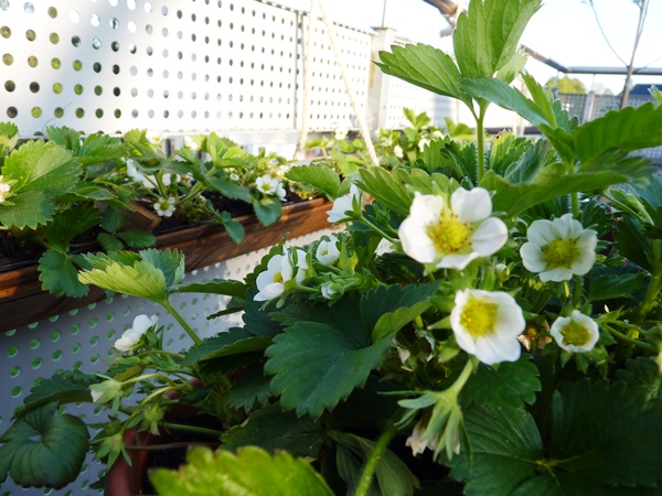 strawberry planter (3)