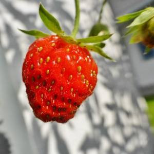 strawberry.5