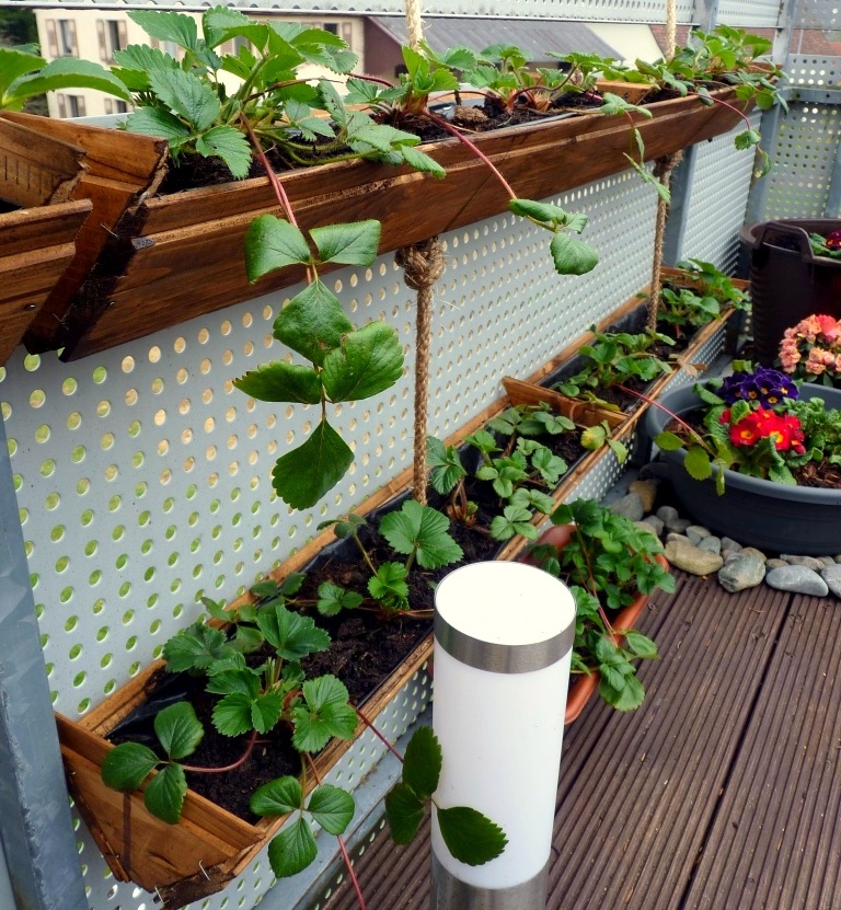 Image of Strawberry planter made from a coffee can