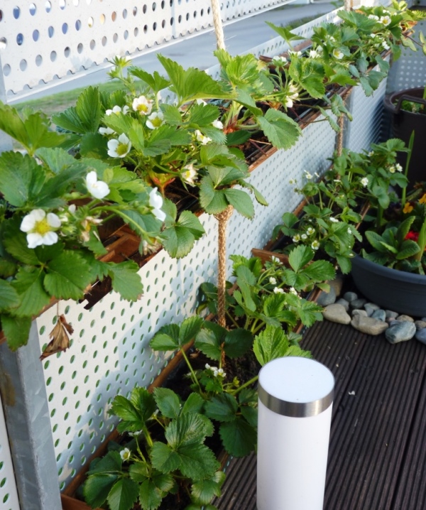 strawberry planter