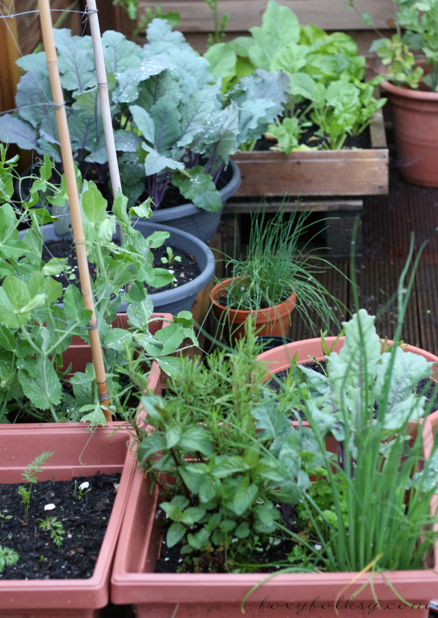 Planting Vegetables in Containers