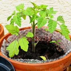 how to grow tomatoes