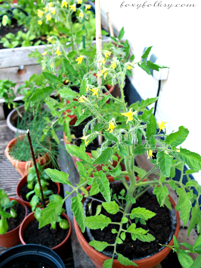 how to grow tomatoes