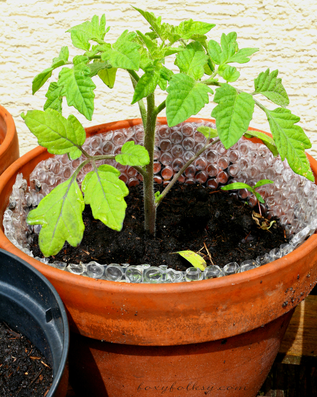 Growing Tomatoes in Pots