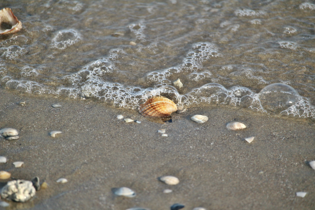 shell