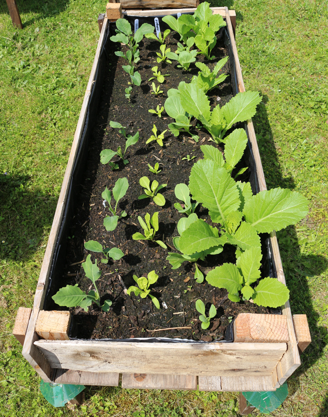 Easy DIY Elevated Planter Box from Pallet. | www.foxyfolksy.com