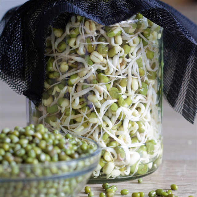 Learn how to sprout mung beans in jars in only 3 days! | www.foxyfolksy.com