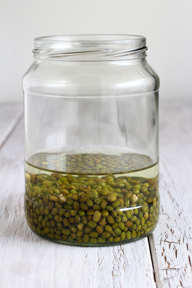 Grow your own Mung-bean (Munggo) sprouts in Jars! | www.foxyfolksy.com