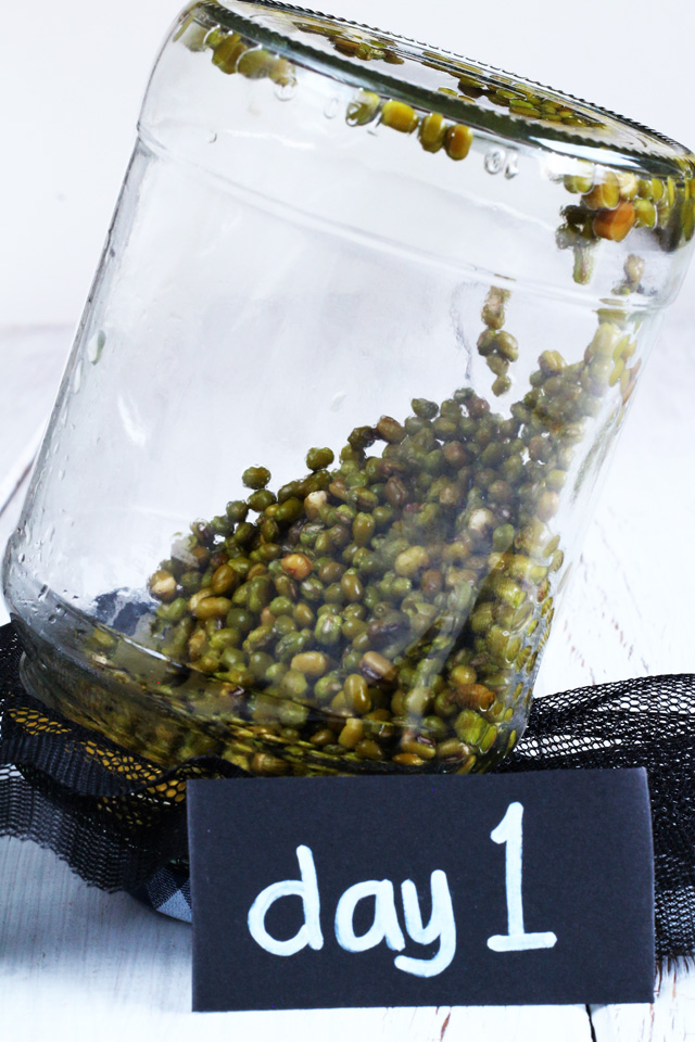 Grow your own Mung-bean (Munggo) sprouts in Jars! | www.foxyfolksy.com