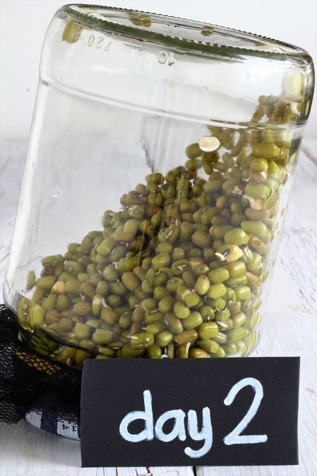 Grow your own Mung-bean (Munggo) sprouts in Jars! | www.foxyfolksy.com