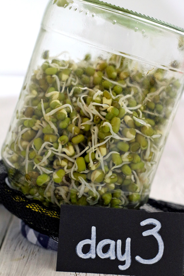 Grow your own Mung-bean (Munggo) sprouts in Jars! | www.foxyfolksy.com