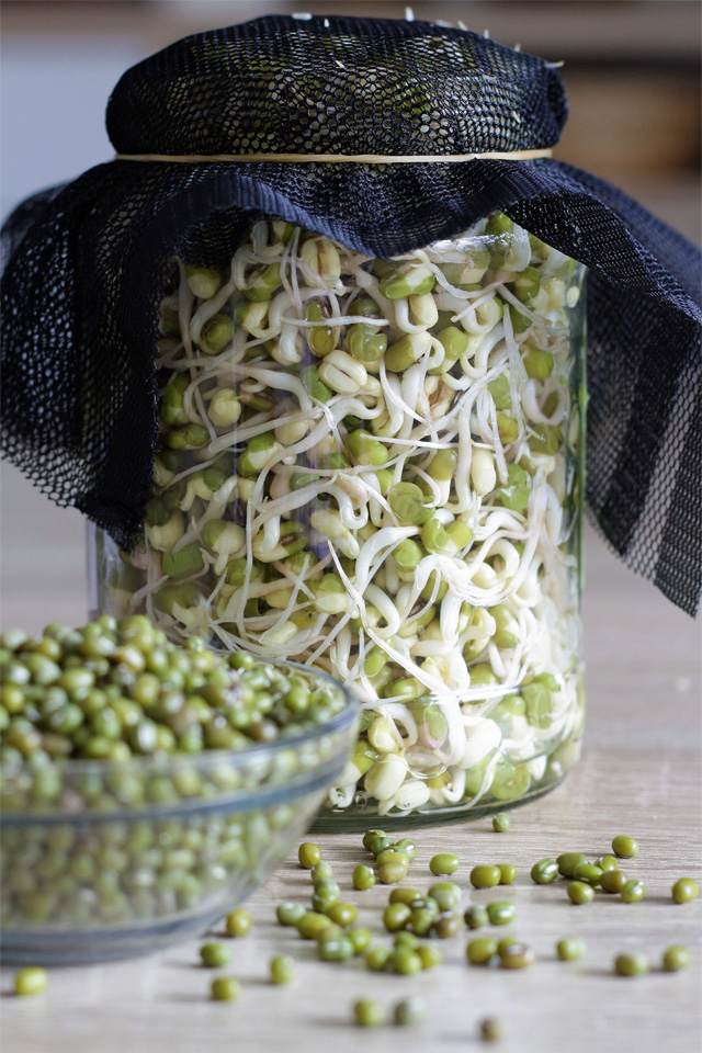 Learn how to sprout mung-beans (Munggo) in Jars in only 3 days! | www.foxyfolksy.com