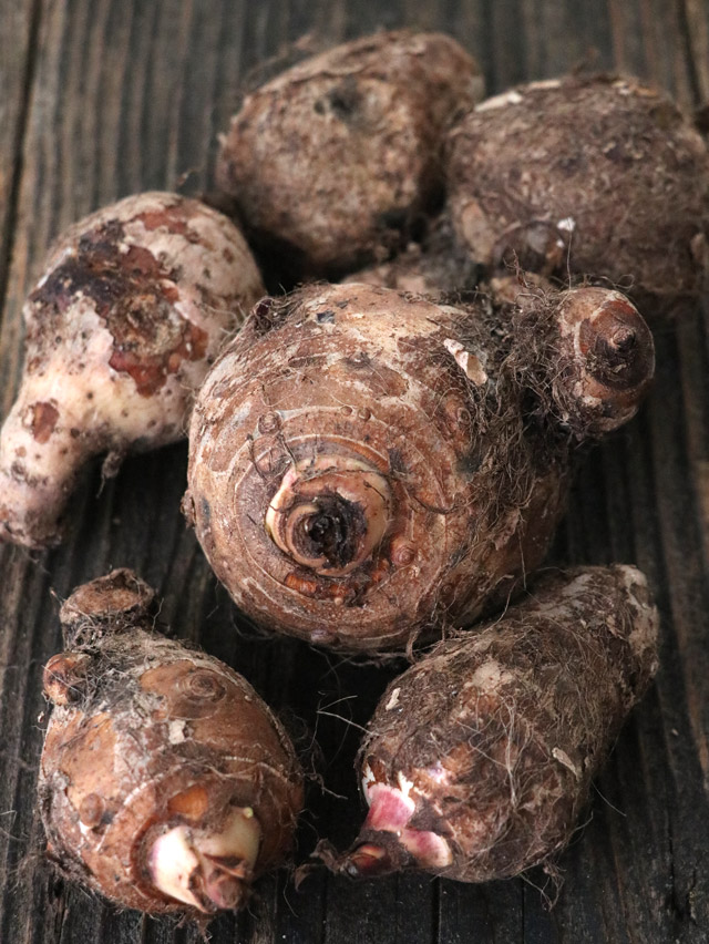 fresh taro roots